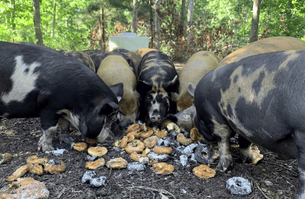 Pigs eating donuts