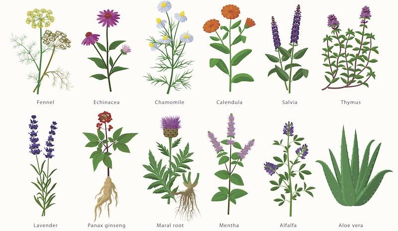 493,000+ Herb Illustrations, Royalty-Free Vector Graphics & Clip Art -  iStock | Herbs isolated, Fresh herbs, Herbs background