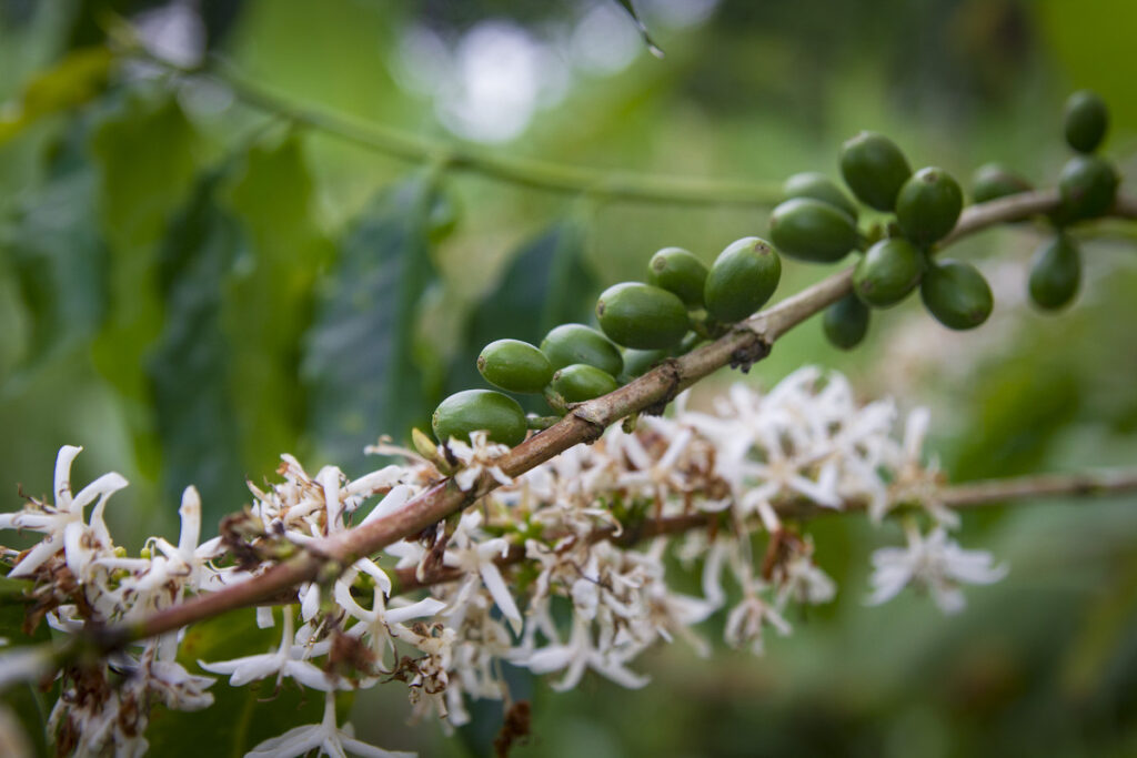 A coffee plant growing in the Galapagos Islands, Ecuador.