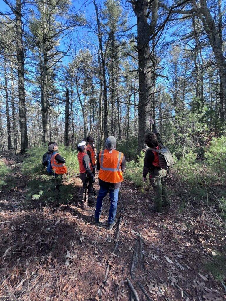 Jace Becker gives an educational demo on the effects of pine weevils on their host plant, Pinus strobus (Eastern White Pine). A visual example of what epicormic growth is. 