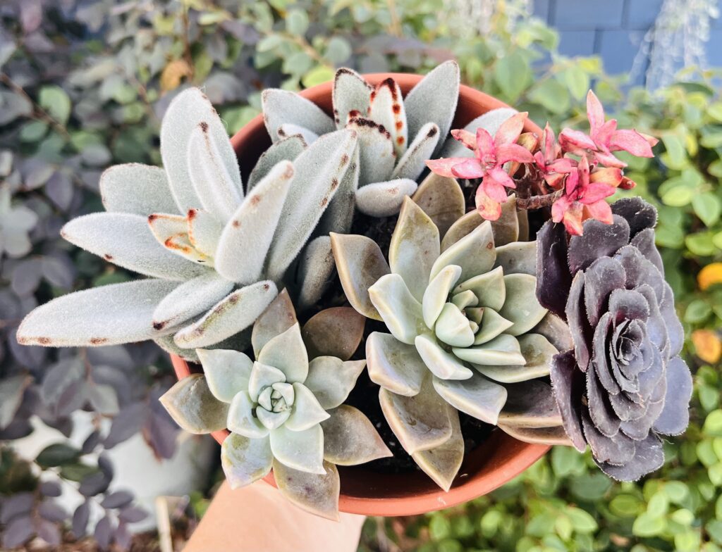 succulents growing in a clay pot