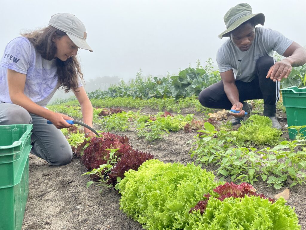 farmers picking lettuce on a farm