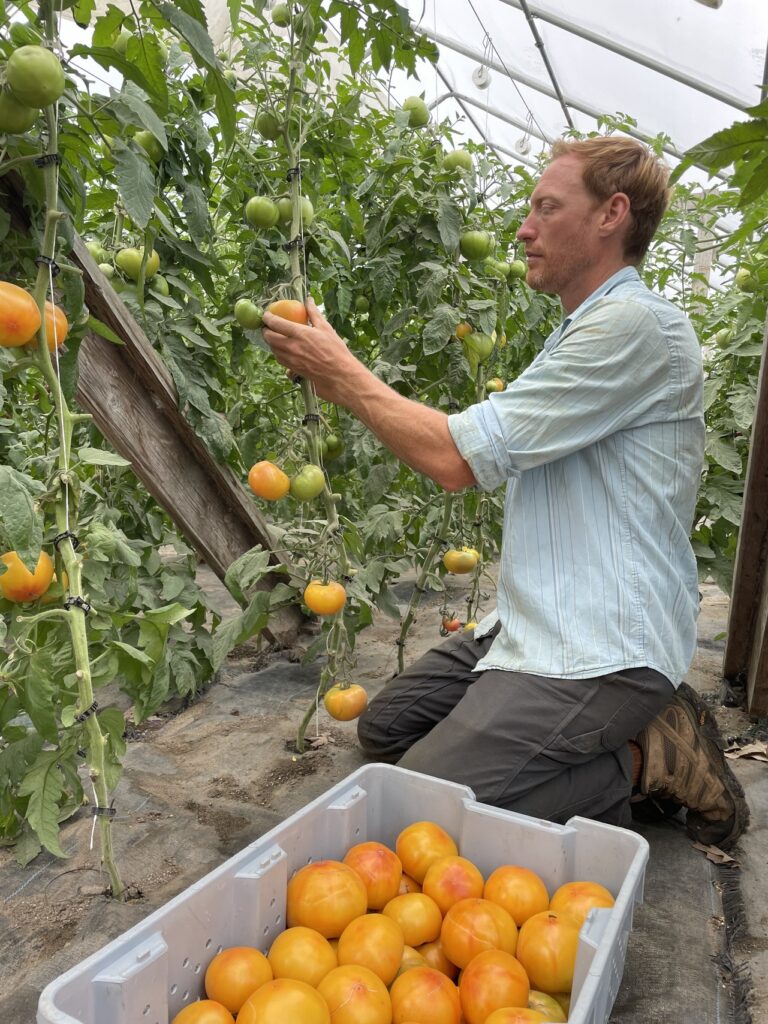 farmer picking orange tomatoes