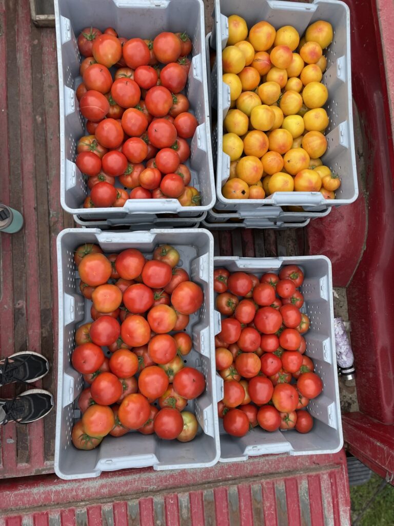 bins of orange and red tomatoes