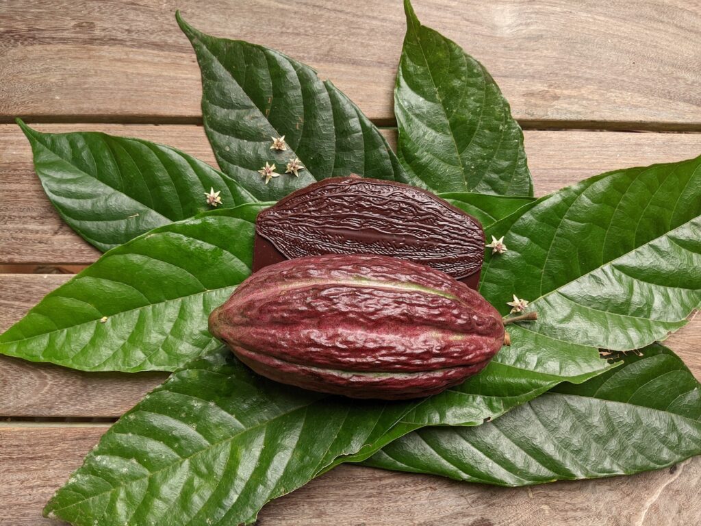 cocoa bean and leaf